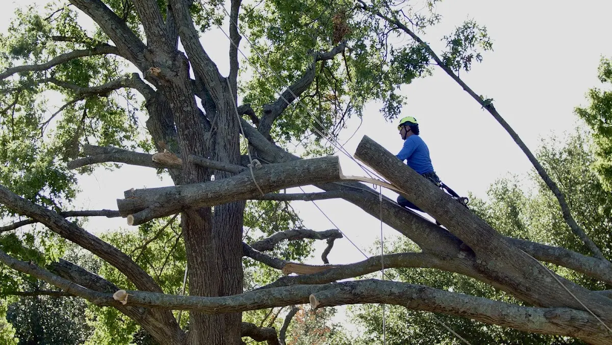 Professional Crown Thinning performed by certified arborists in Denton